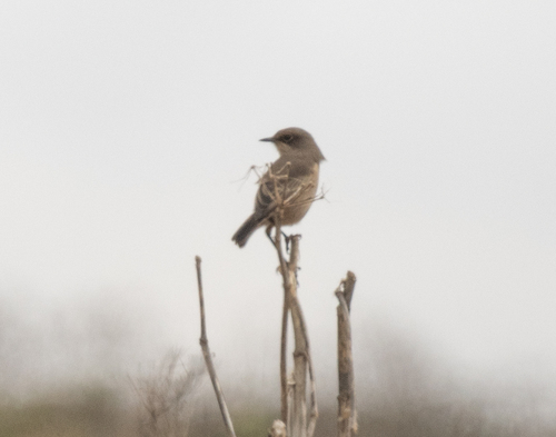 Moorland Chat (Pinarochroa sordida), photo 4