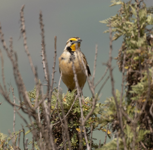 Abyssinian Longclaw (Macronyx flavicollis), photo 4