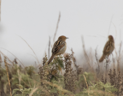 Ethiopian Cisticola (Cisticola lugubris), photo 8