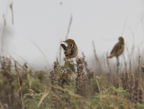Ethiopian Cisticola (Cisticola lugubris), photo 7