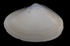 Mactrinae