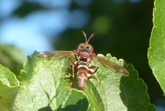 Conops vesicularis