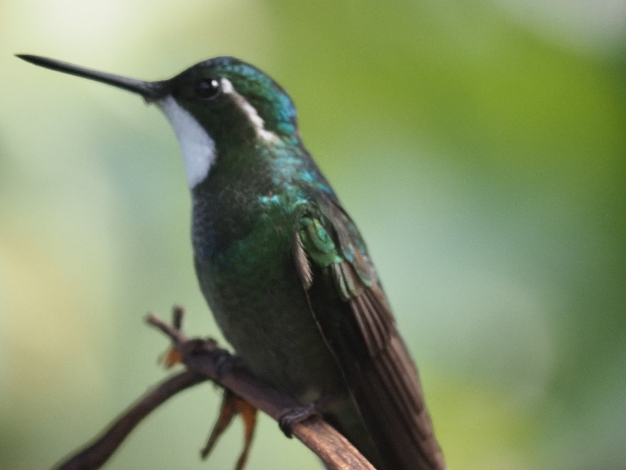 White-throated Mountaingem (Lampornis castaneoventris), photo 3