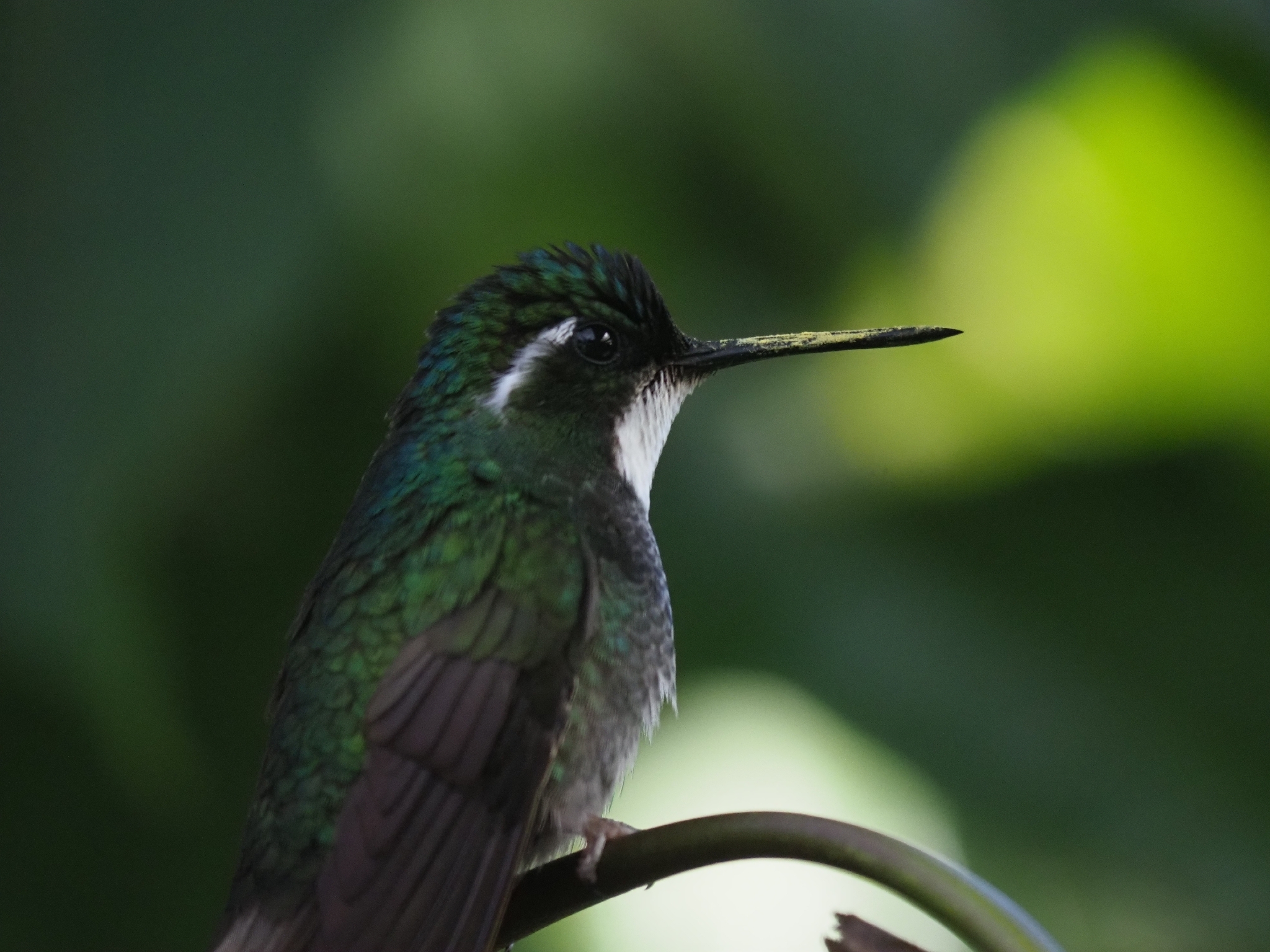 White-throated Mountaingem (Lampornis castaneoventris), photo 1