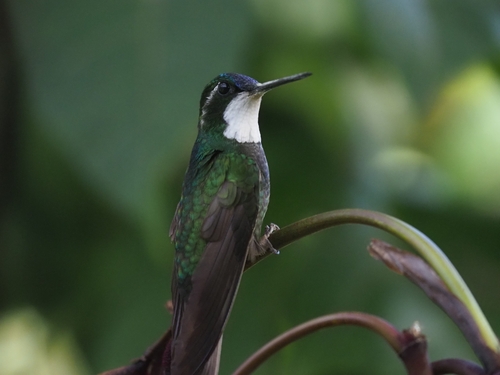 White-throated Mountaingem (Lampornis castaneoventris), photo 2