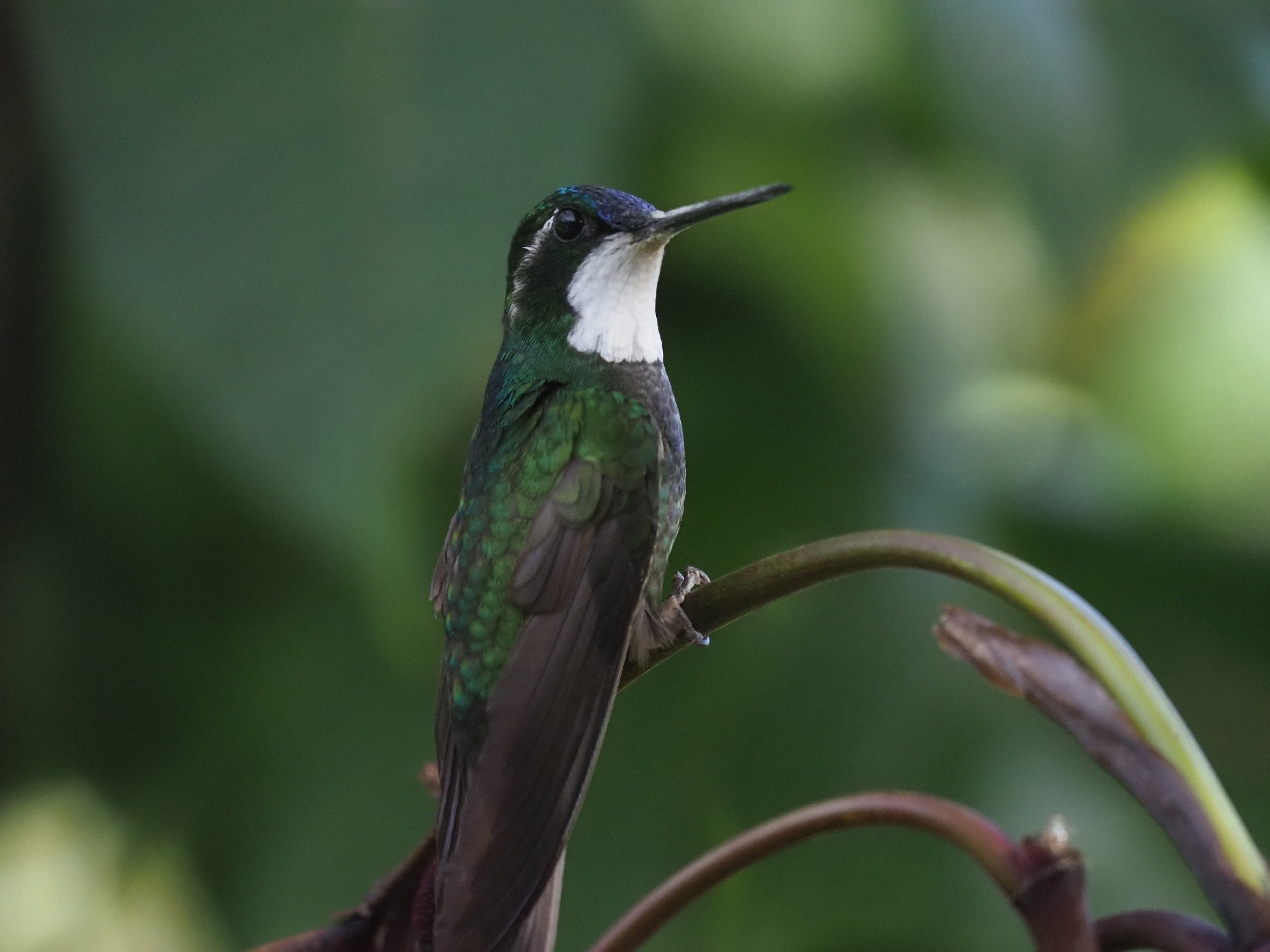 White-throated Mountaingem (Lampornis castaneoventris), photo 2