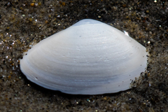 Mactrinae