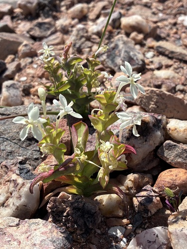 Pale Pyramid Kabong (Lapeirousia pyramidalis)