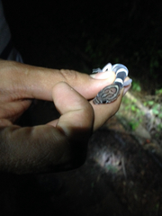 Coleonyx nemoralis