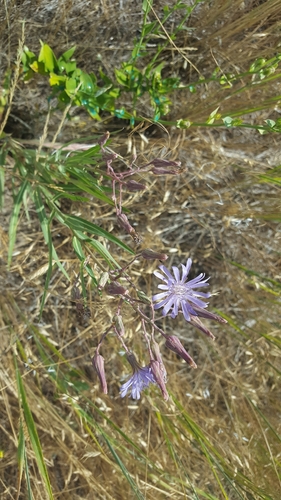 common blue lettuce (Lactuca pulchella)
