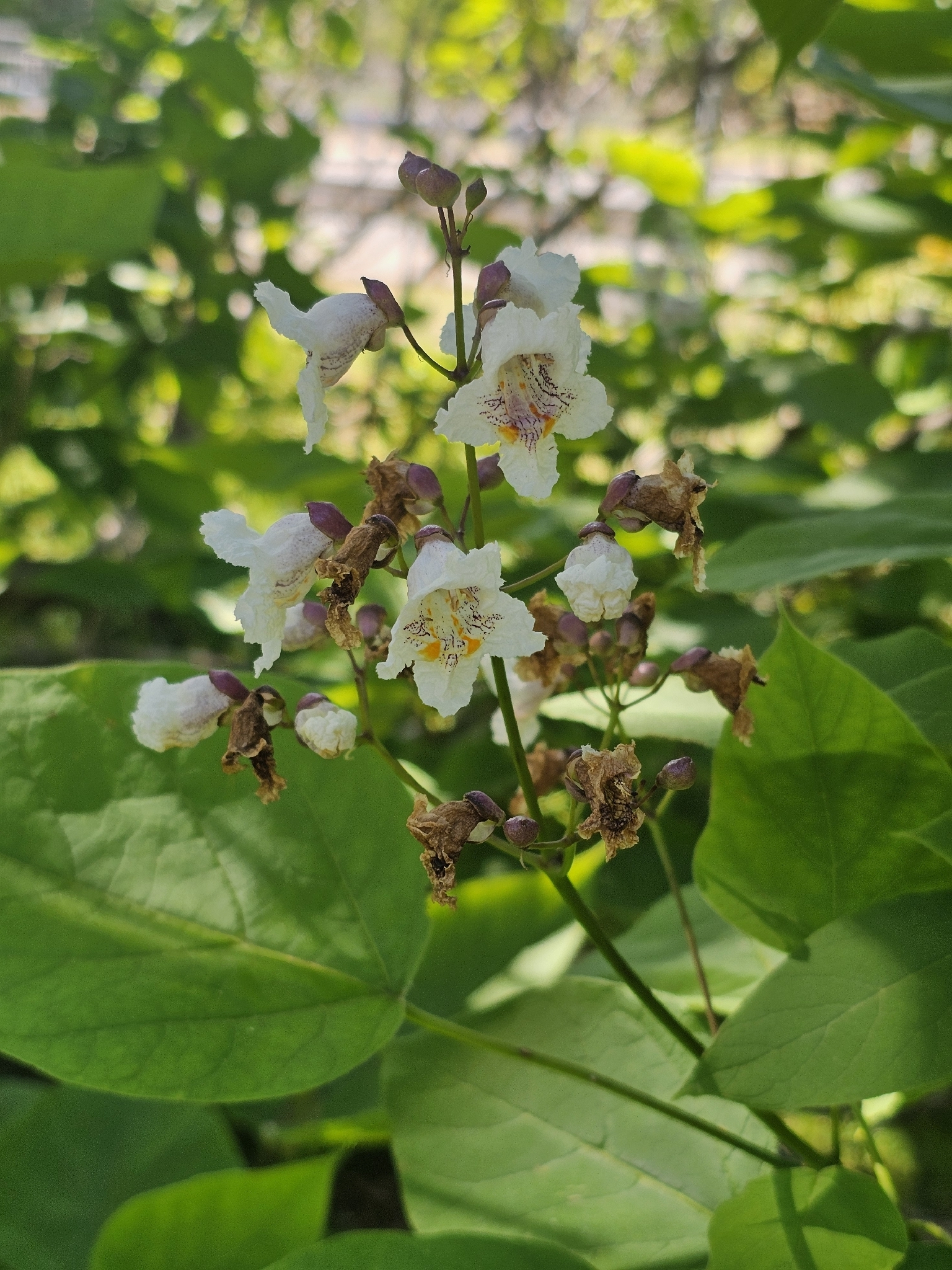 Imagem de catalpa