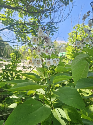 Foto de catalpa
