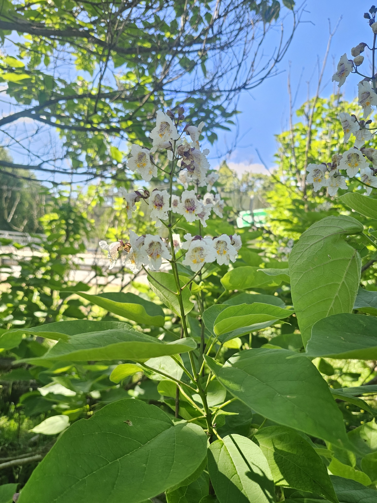 Imagem de catalpa