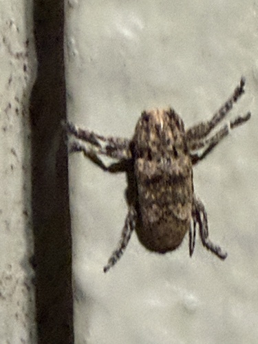 Rhytiphora bankii observed 2026-01-22