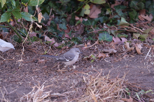 Northern Mockingbird
