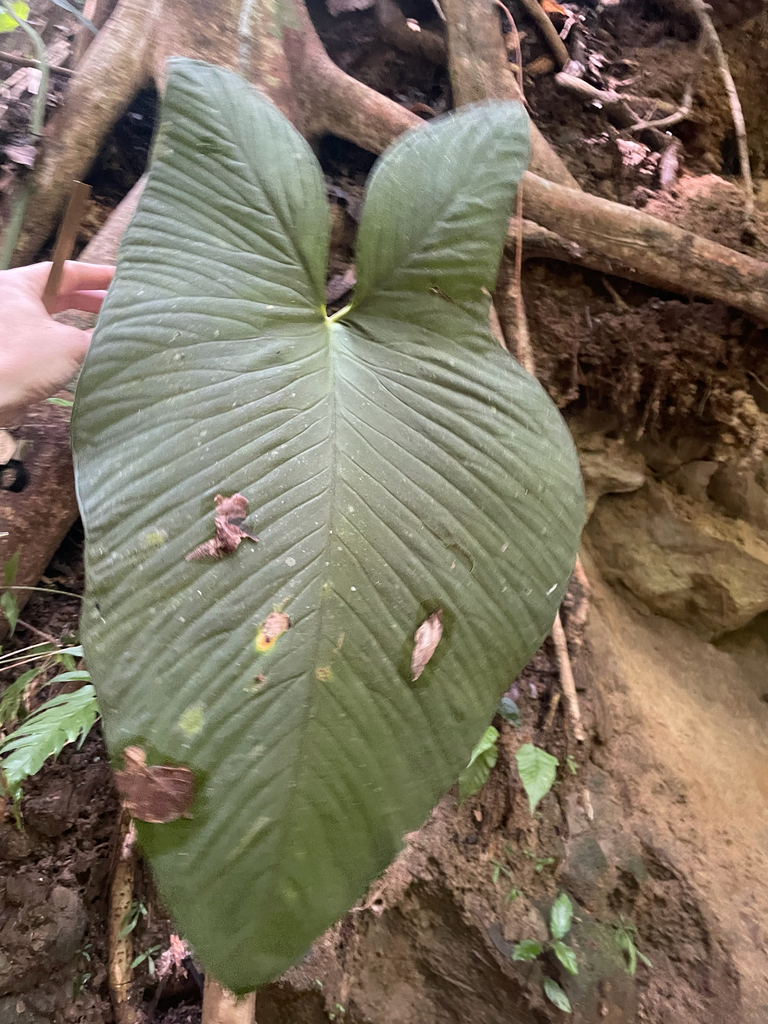 Cây môn thái Lindenii – Caladium lindenii