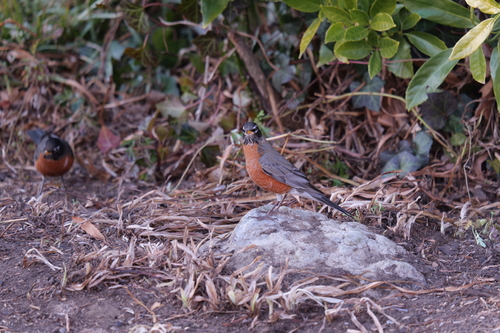 American Robin