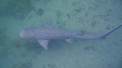 Bluntnose sevengill shark (Notorynchus cepedianus) — Hexanchidae