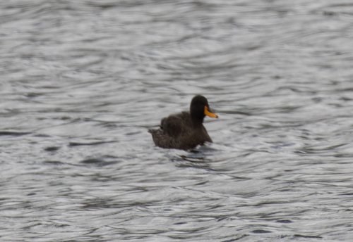 iNaturalist: (c) avocat, some rights reserved (CC BY-NC), uploaded by avocat iNaturalist image