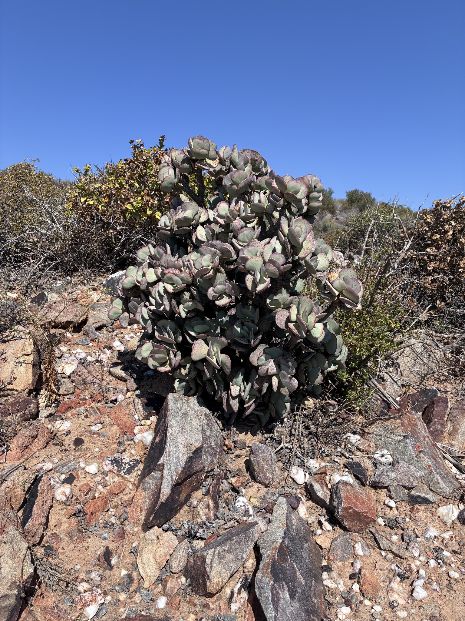 Crassula Arborescens (Crassula arborescens)