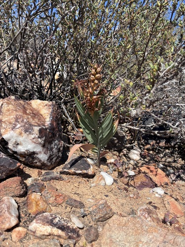 Babiana lewisiana
