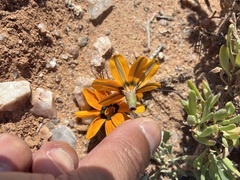 Gazania lichtensteinii, photograph author not stated, no rights reserved