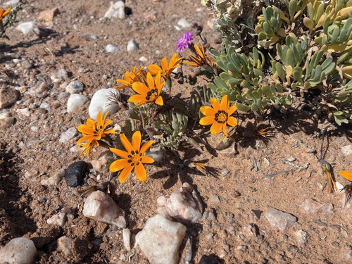 Gazania lichtensteinii, photograph 4