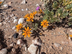 Gazania lichtensteinii, photograph author not stated, no rights reserved