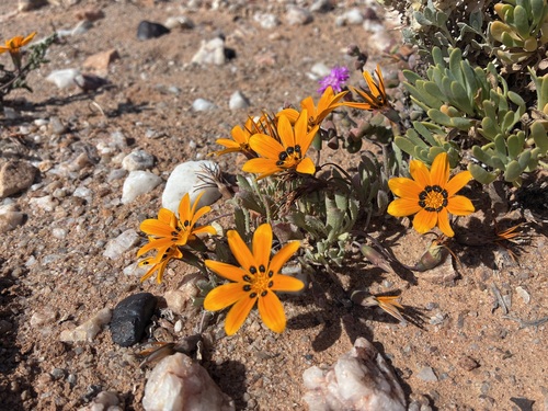 Gazania lichtensteinii, photograph 5