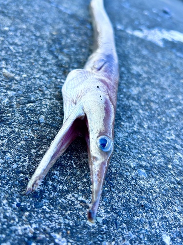 Longnosed snake eel (Ophisurus macrorhynchos) — Ophichthidae — 5
