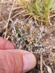 Helichrysum asperum