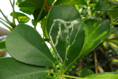 Image of Liriomyza schmidti