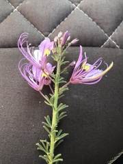 Cleome usambarica