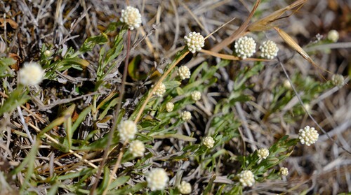 Milky Beauty-heads (Calocephalus lacteus)
