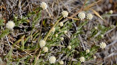 Calocephalus lacteus