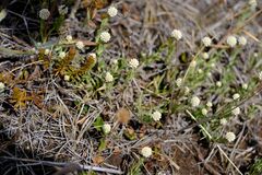 Calocephalus lacteus, photograph (c) Peter Crowcroft, some rights reserved (CC BY)