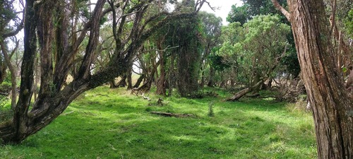 swamp akeake (Olearia telmatica)