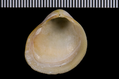 Laevicardium substriatum