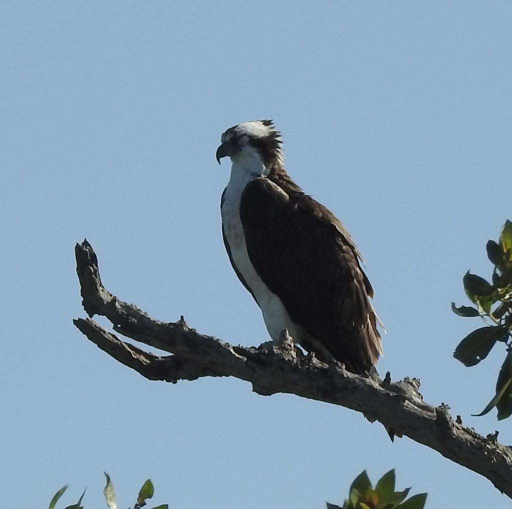 Osprey from Pelican Bay, North Naples, FL, USA on February 02, 2020 at ...