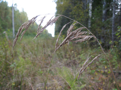 Agrostis canina
