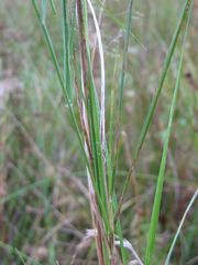 Agrostis canina