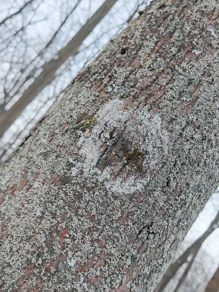 Athelia arachnoidea · January 2026 · photo: © p_andrey (iNaturalist, cc-by-nc)