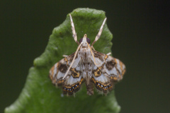 Paracataclysta fuscalis