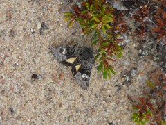 Coranarta macrostigma