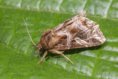 Callopistria exotica