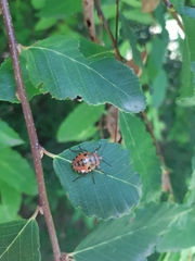 Brontocoris nigrolimbatus