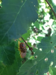 Brontocoris nigrolimbatus
