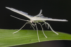 Pterophorus lacteipennis