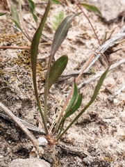 Centella glabrata