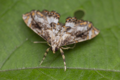 Paracataclysta fuscalis